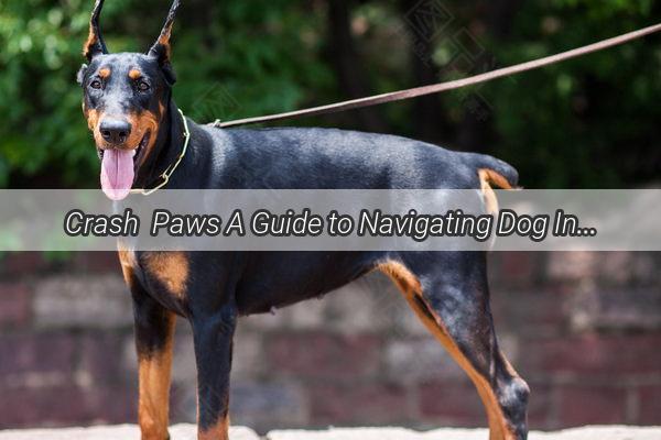 Crash  Paws A Guide to Navigating Dog Injury Compensation and Coverage